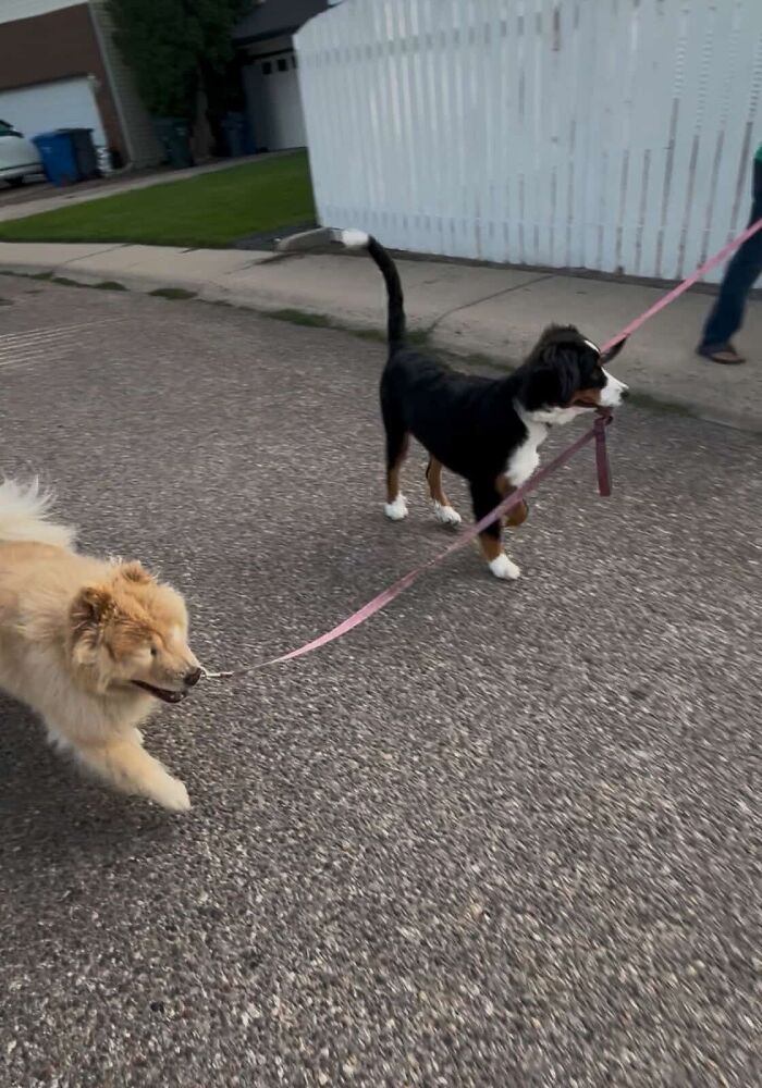 This Puppy Started Guiding Her Blind Dog Friend On Walks, And Has Never Let Her Walk Alone Since
