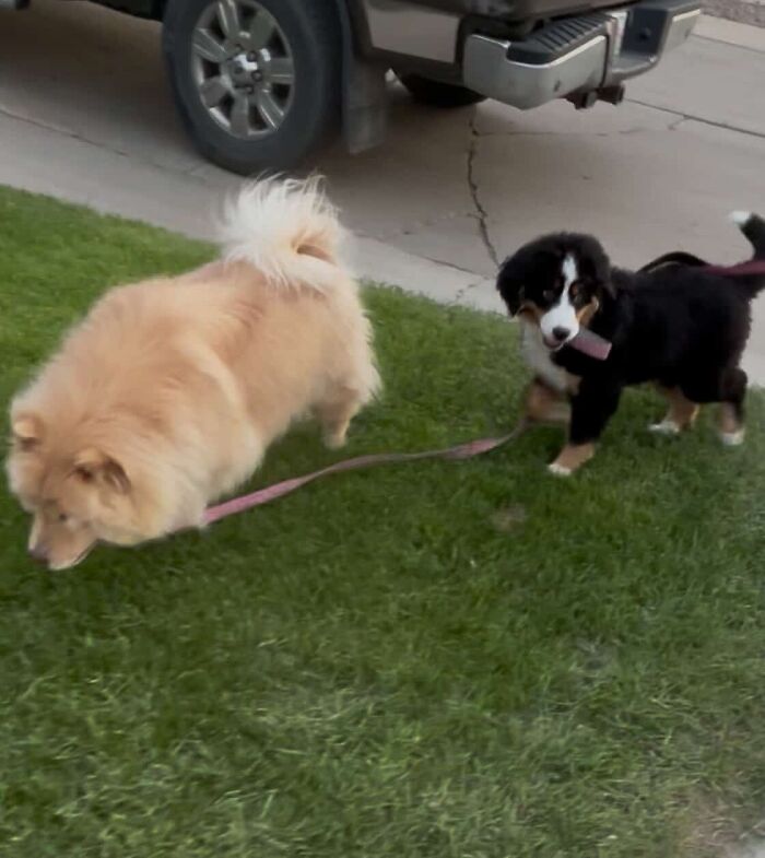 This Puppy Started Guiding Her Blind Dog Friend On Walks, And Has Never Let Her Walk Alone Since
