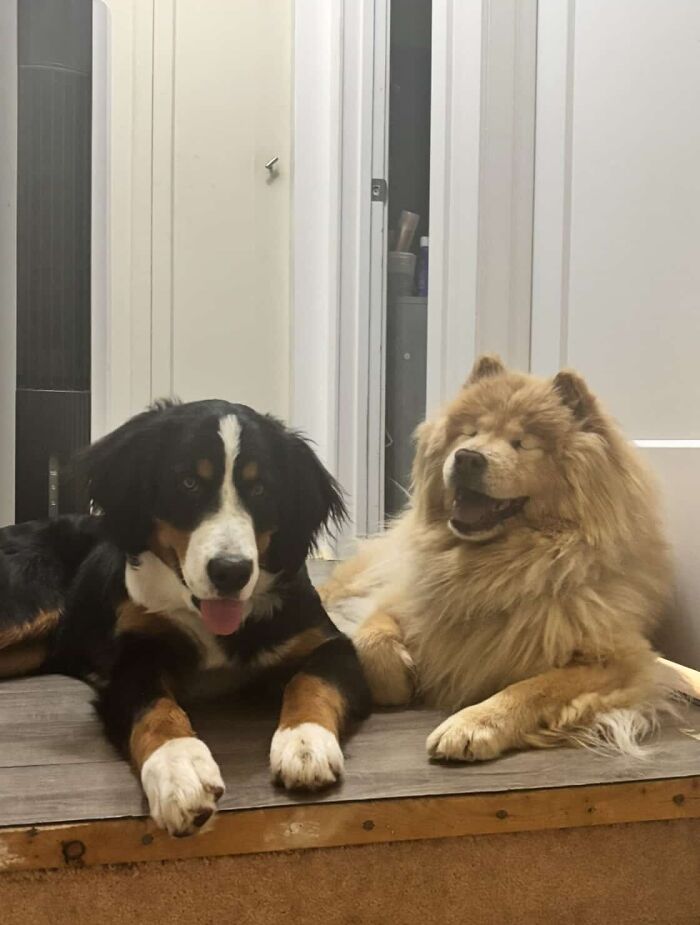 This Puppy Started Guiding Her Blind Dog Friend On Walks, And Has Never Let Her Walk Alone Since