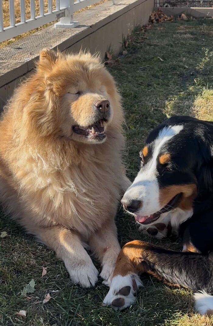 This Puppy Started Guiding Her Blind Dog Friend On Walks, And Has Never Let Her Walk Alone Since