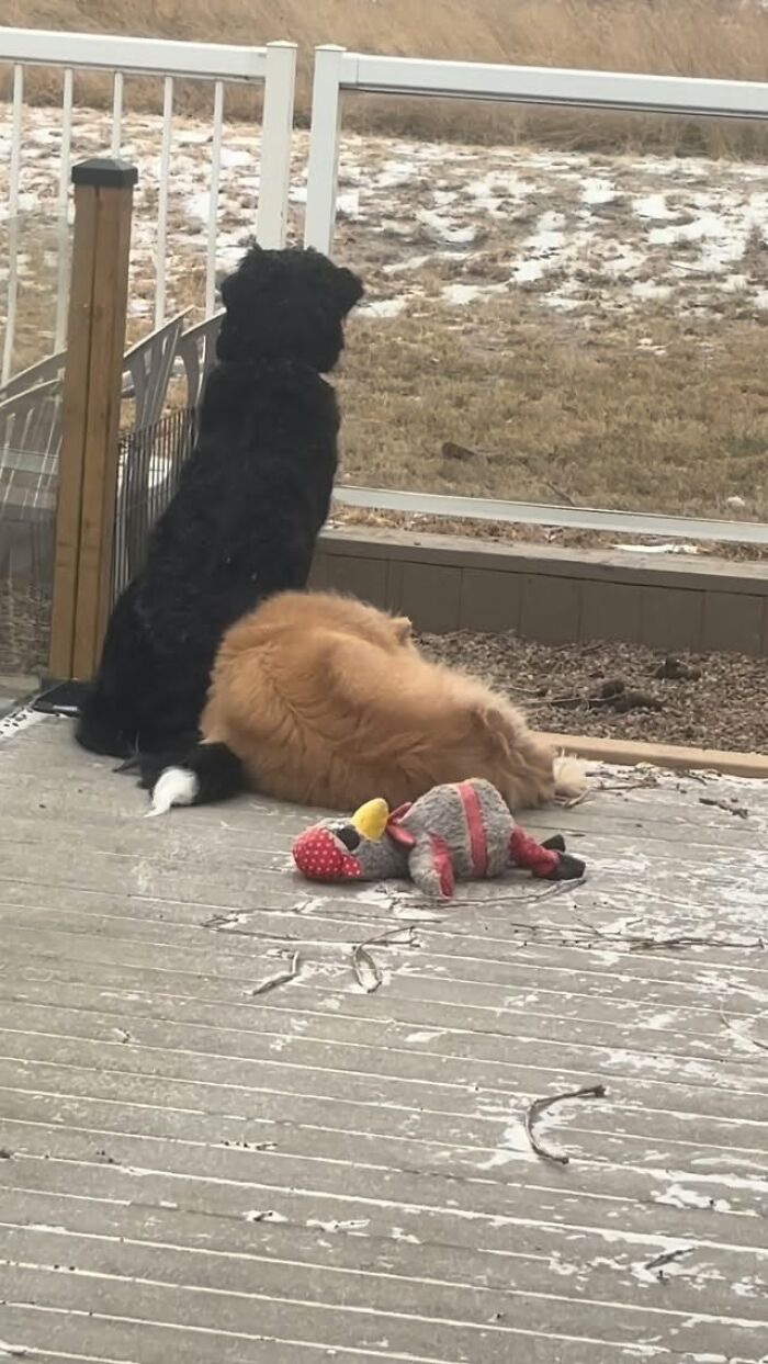 This Puppy Started Guiding Her Blind Dog Friend On Walks, And Has Never Let Her Walk Alone Since