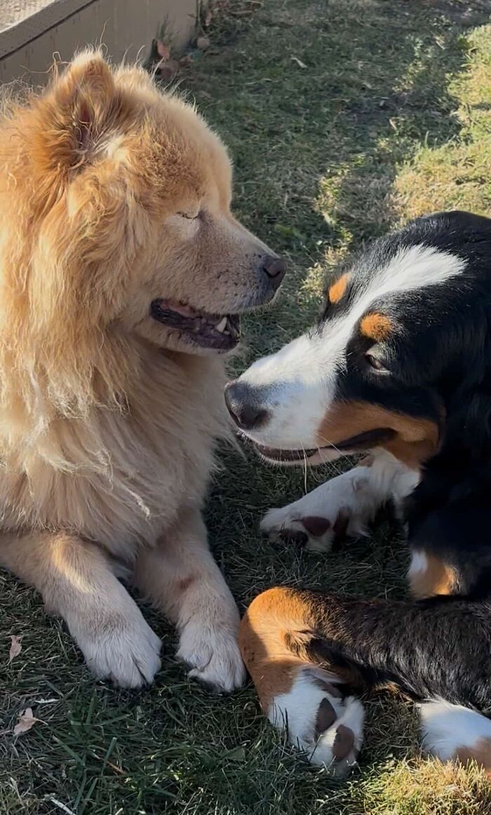 This Puppy Started Guiding Her Blind Dog Friend On Walks, And Has Never Let Her Walk Alone Since