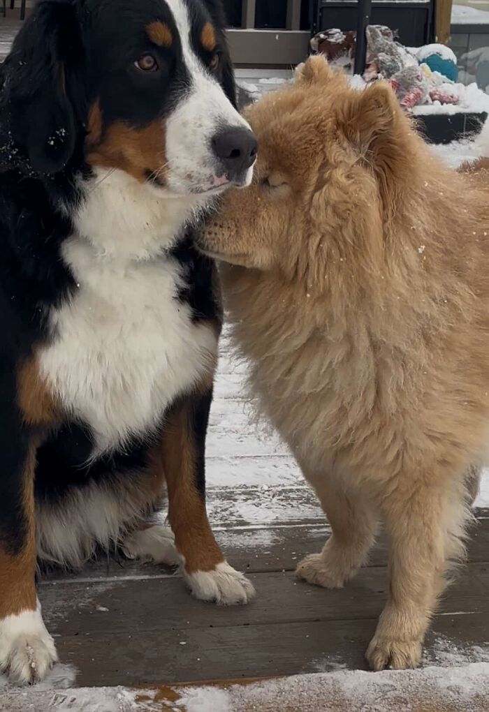 This Puppy Started Guiding Her Blind Dog Friend On Walks, And Has Never Let Her Walk Alone Since