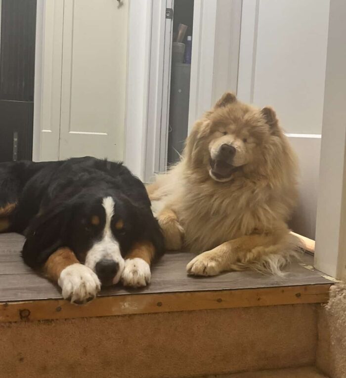 This Puppy Started Guiding Her Blind Dog Friend On Walks, And Has Never Let Her Walk Alone Since