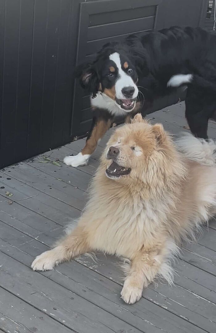 This Puppy Started Guiding Her Blind Dog Friend On Walks, And Has Never Let Her Walk Alone Since