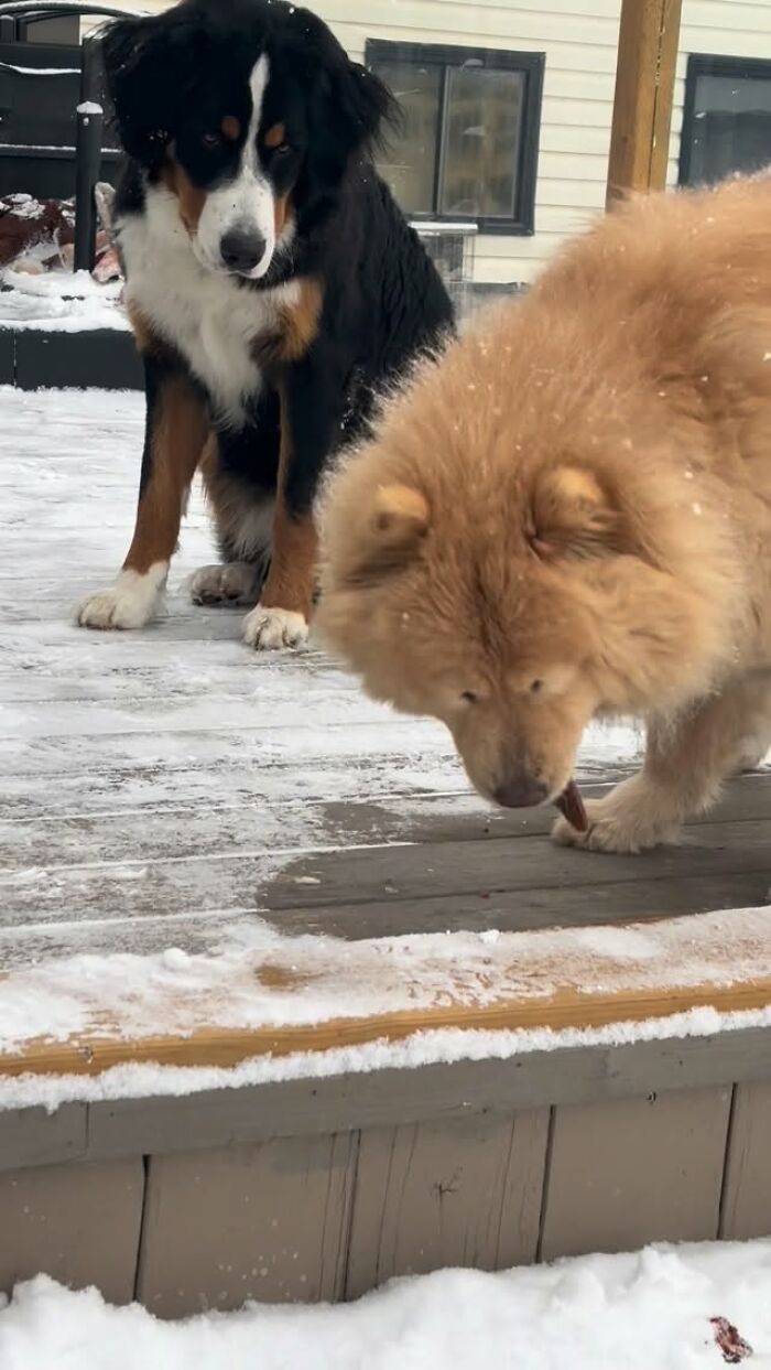 This Puppy Started Guiding Her Blind Dog Friend On Walks, And Has Never Let Her Walk Alone Since
