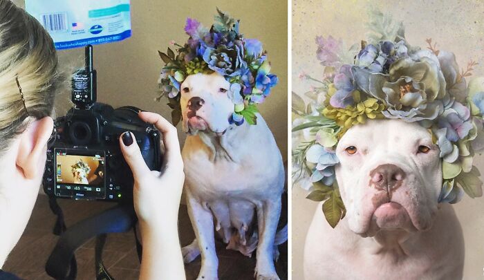 39 Heartwarming Pit Bull Portraits Showing The Softer Side Of A Misunderstood Breed (New Pics)