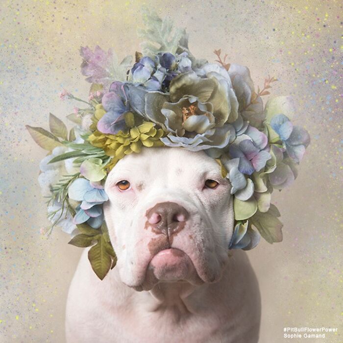 39 Heartwarming Pit Bull Portraits Showing The Softer Side Of A Misunderstood Breed (New Pics)