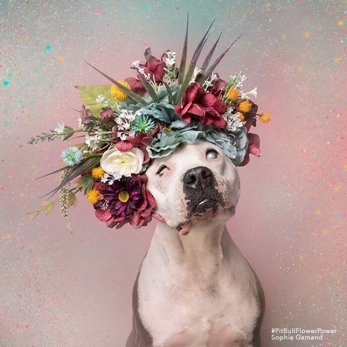 39 Heartwarming Pit Bull Portraits Showing The Softer Side Of A Misunderstood Breed (New Pics)