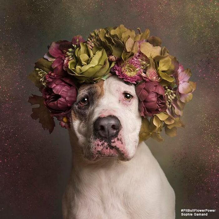 39 Heartwarming Pit Bull Portraits Showing The Softer Side Of A Misunderstood Breed (New Pics)