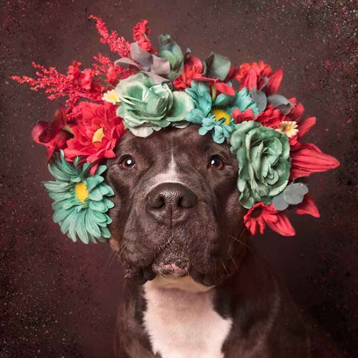 39 Heartwarming Pit Bull Portraits Showing The Softer Side Of A Misunderstood Breed (New Pics)