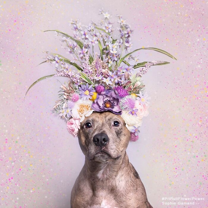 39 Heartwarming Pit Bull Portraits Showing The Softer Side Of A Misunderstood Breed (New Pics)