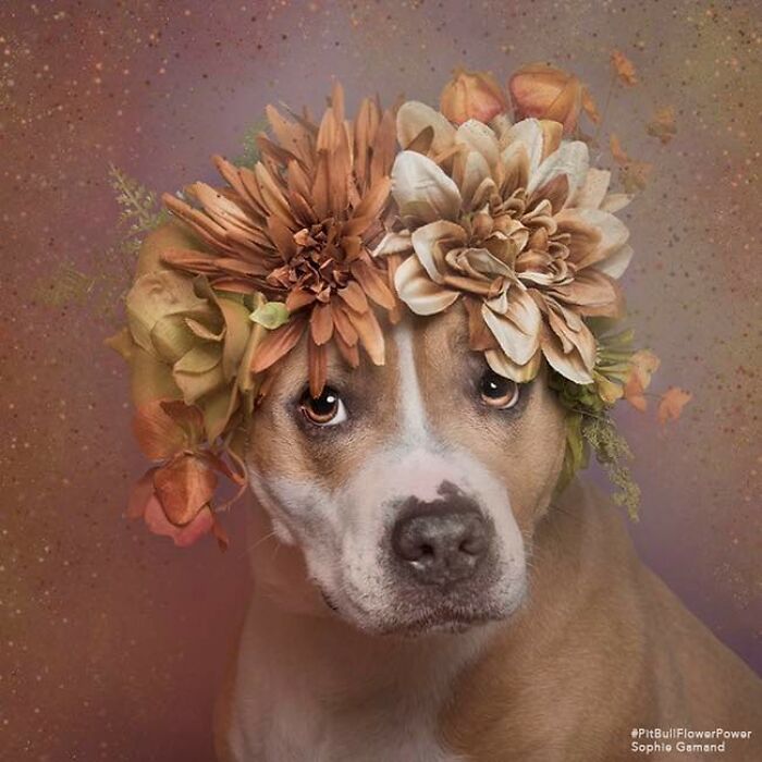 39 Heartwarming Pit Bull Portraits Showing The Softer Side Of A Misunderstood Breed (New Pics)