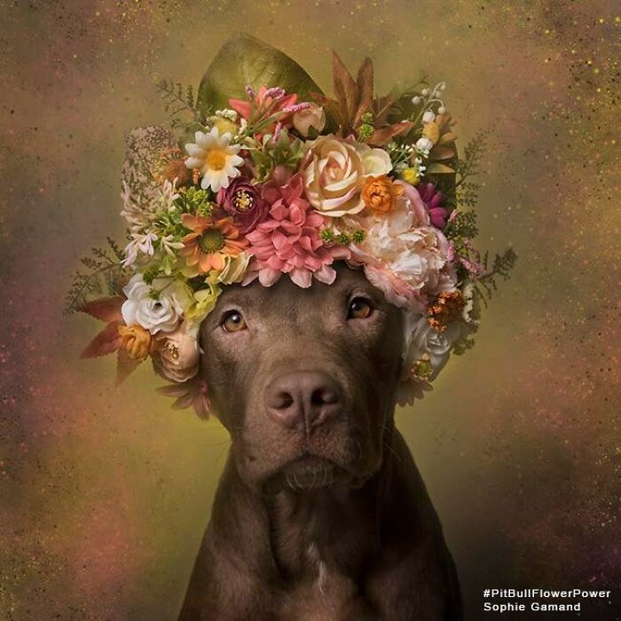 39 Heartwarming Pit Bull Portraits Showing The Softer Side Of A Misunderstood Breed (New Pics)
