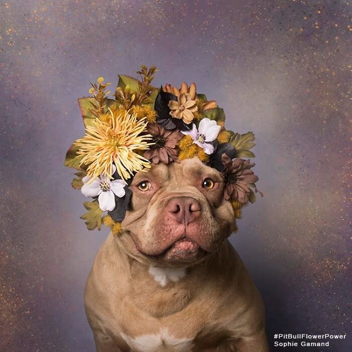 39 Heartwarming Pit Bull Portraits Showing The Softer Side Of A Misunderstood Breed (New Pics)