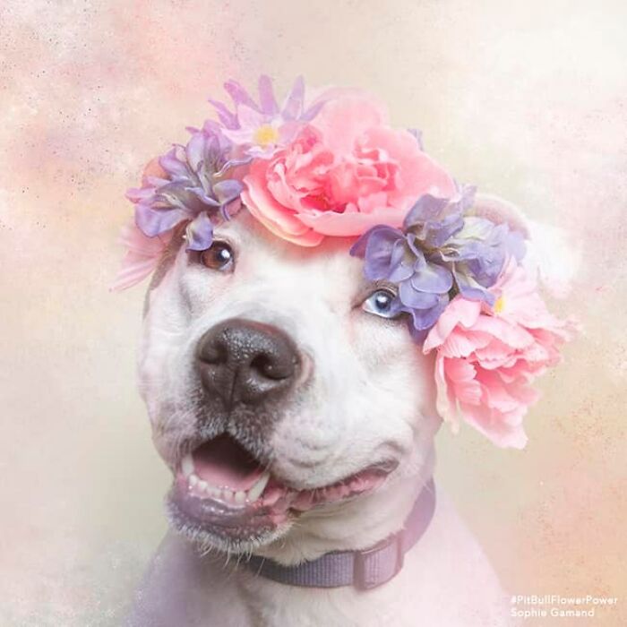39 Heartwarming Pit Bull Portraits Showing The Softer Side Of A Misunderstood Breed (New Pics)