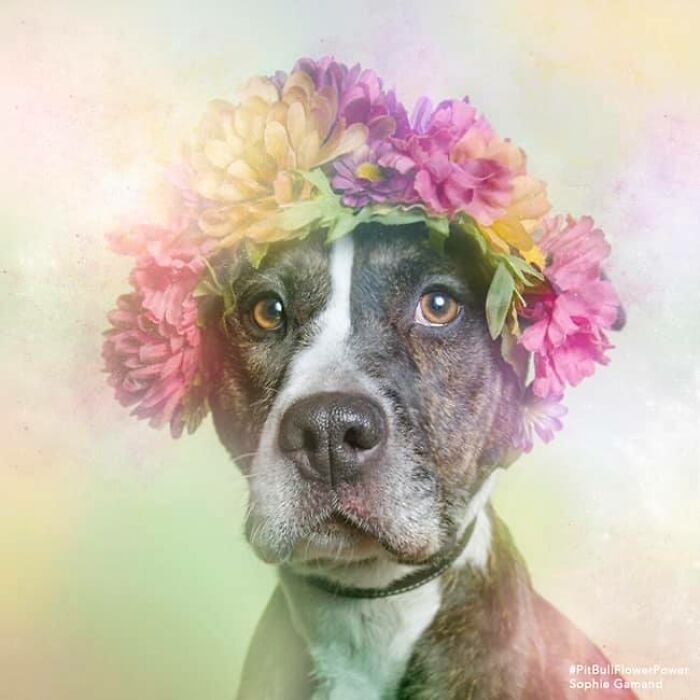 39 Heartwarming Pit Bull Portraits Showing The Softer Side Of A Misunderstood Breed (New Pics)