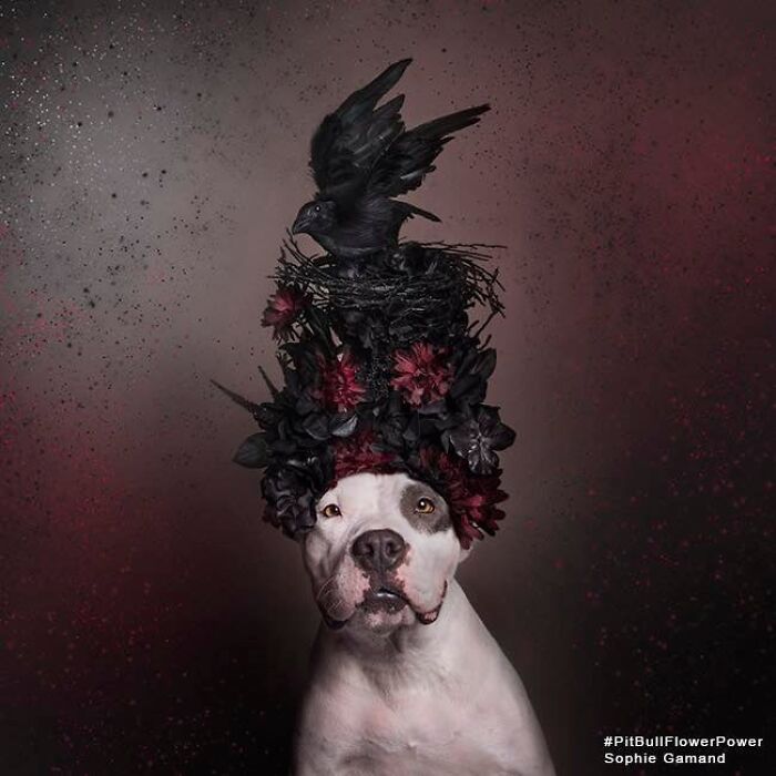 39 Heartwarming Pit Bull Portraits Showing The Softer Side Of A Misunderstood Breed (New Pics)
