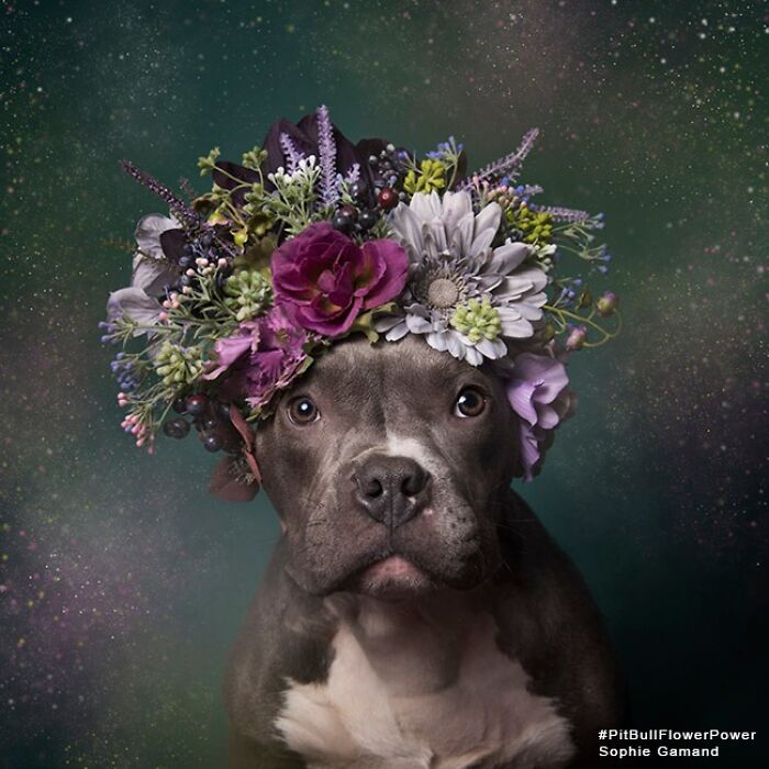 39 Heartwarming Pit Bull Portraits Showing The Softer Side Of A Misunderstood Breed (New Pics)