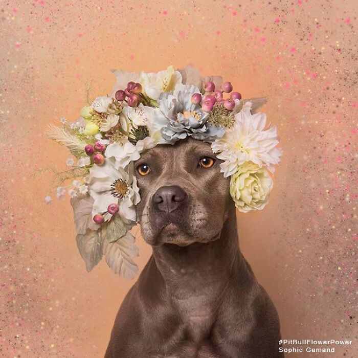 39 Heartwarming Pit Bull Portraits Showing The Softer Side Of A Misunderstood Breed (New Pics)
