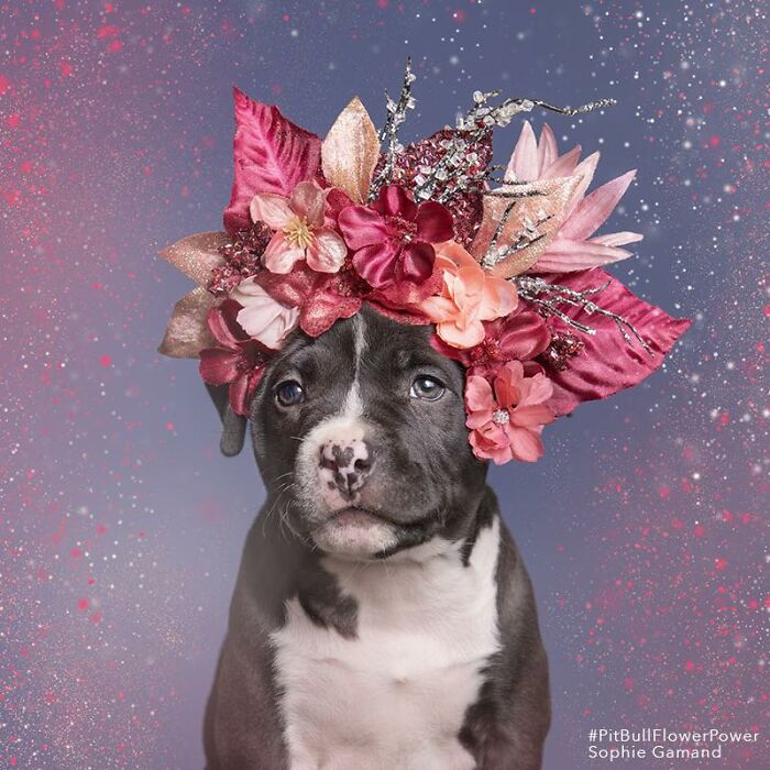 39 Heartwarming Pit Bull Portraits Showing The Softer Side Of A Misunderstood Breed (New Pics)