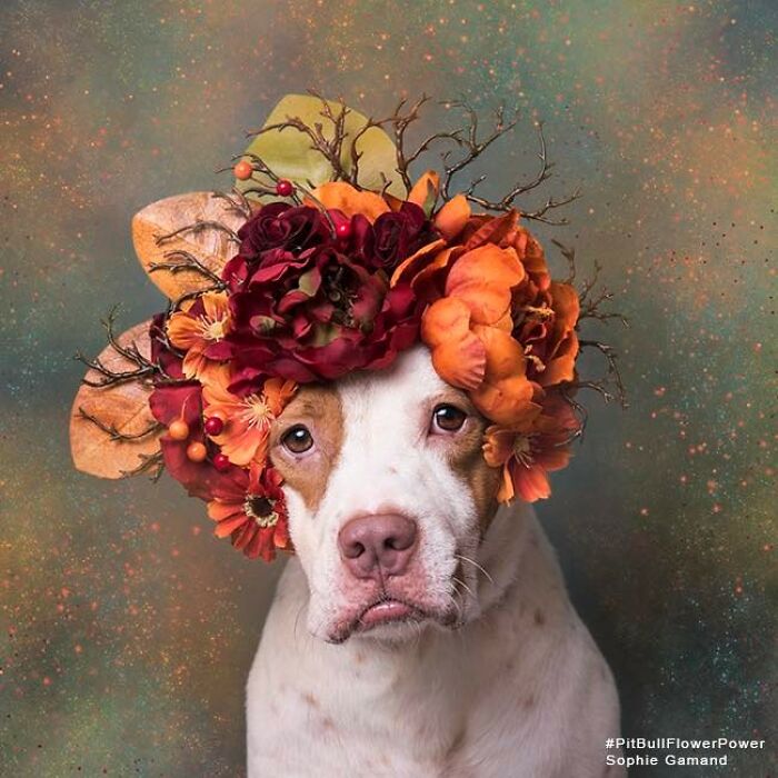 39 Heartwarming Pit Bull Portraits Showing The Softer Side Of A Misunderstood Breed (New Pics)