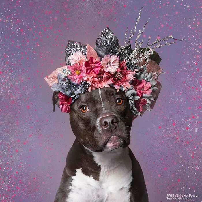 39 Heartwarming Pit Bull Portraits Showing The Softer Side Of A Misunderstood Breed (New Pics)