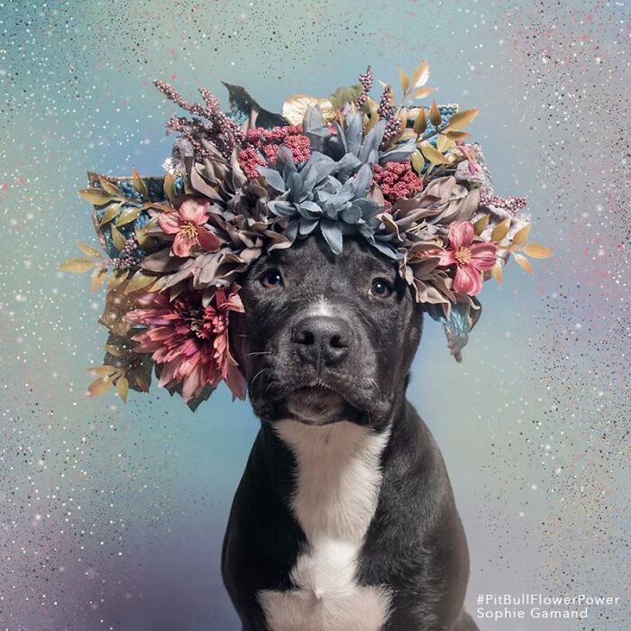 39 Heartwarming Pit Bull Portraits Showing The Softer Side Of A Misunderstood Breed (New Pics)