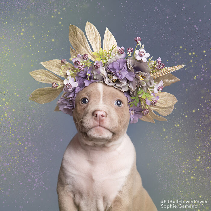 39 Heartwarming Pit Bull Portraits Showing The Softer Side Of A Misunderstood Breed (New Pics)