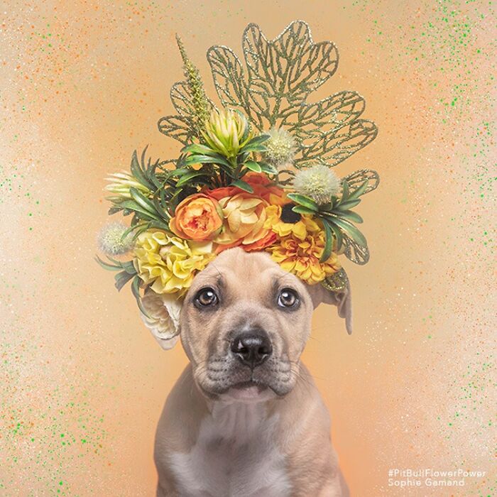 39 Heartwarming Pit Bull Portraits Showing The Softer Side Of A Misunderstood Breed (New Pics)