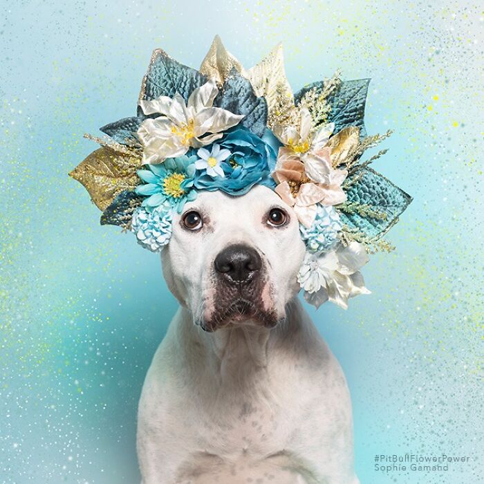 39 Heartwarming Pit Bull Portraits Showing The Softer Side Of A Misunderstood Breed (New Pics)