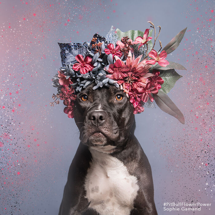 39 Heartwarming Pit Bull Portraits Showing The Softer Side Of A Misunderstood Breed (New Pics)