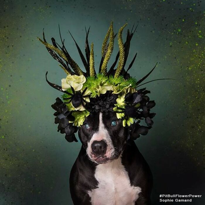 39 Heartwarming Pit Bull Portraits Showing The Softer Side Of A Misunderstood Breed (New Pics)