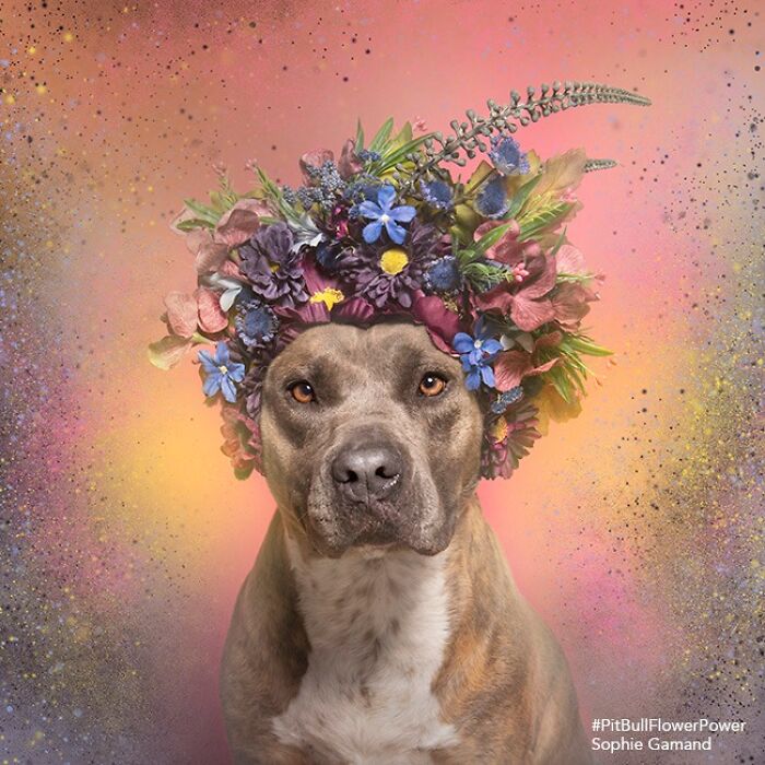 39 Heartwarming Pit Bull Portraits Showing The Softer Side Of A Misunderstood Breed (New Pics)