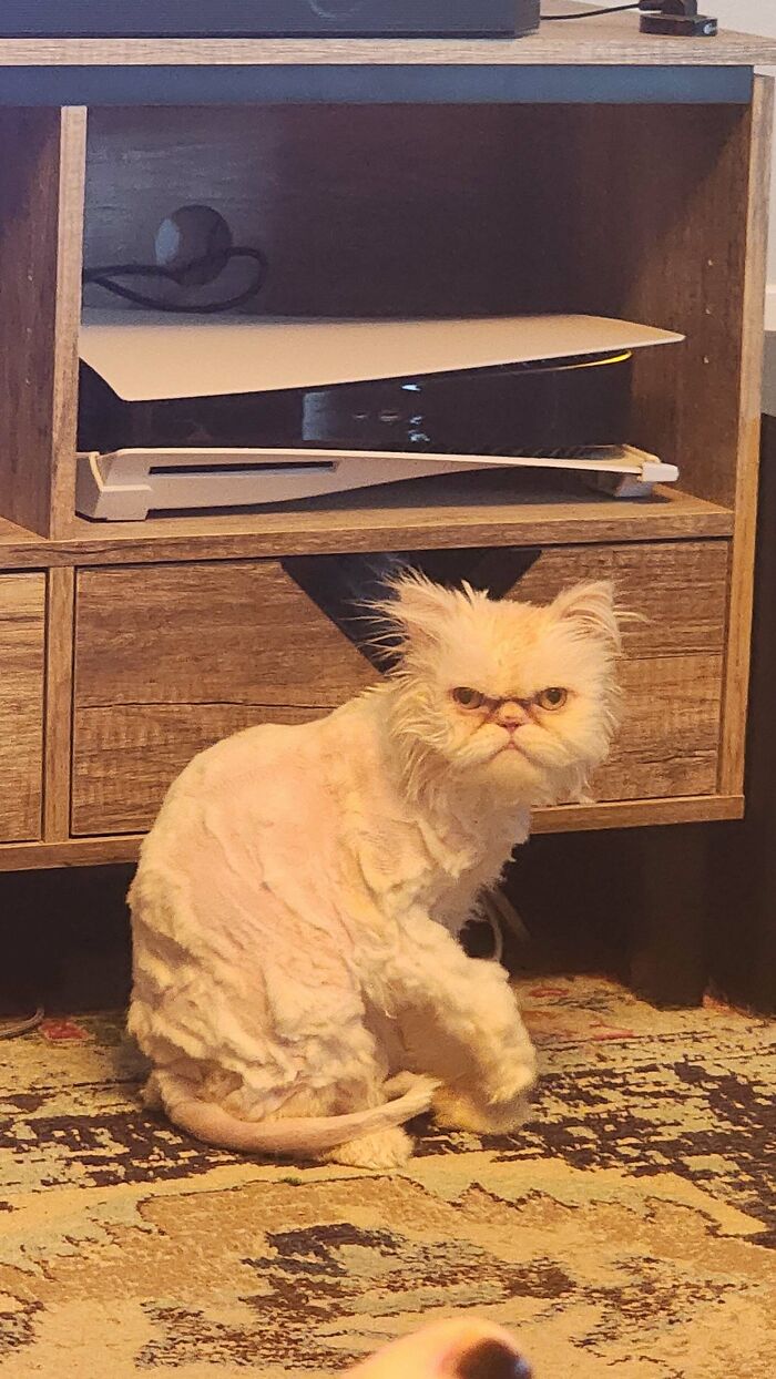 47 Funny Regret Moments That May Make You Feel Better About Your Own Bad Decisions