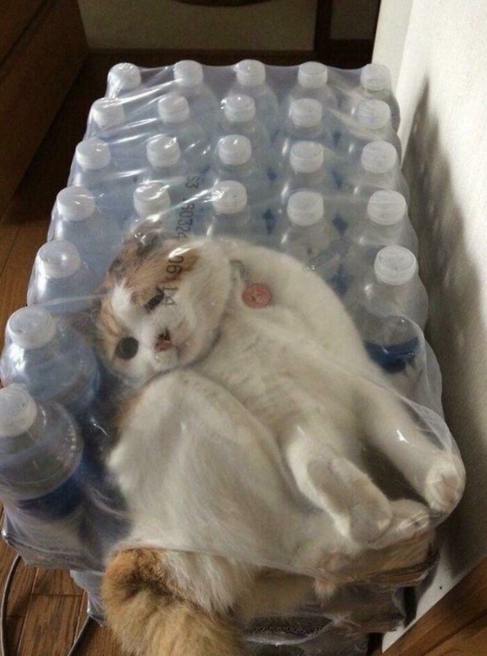 47 Funny Regret Moments That May Make You Feel Better About Your Own Bad Decisions