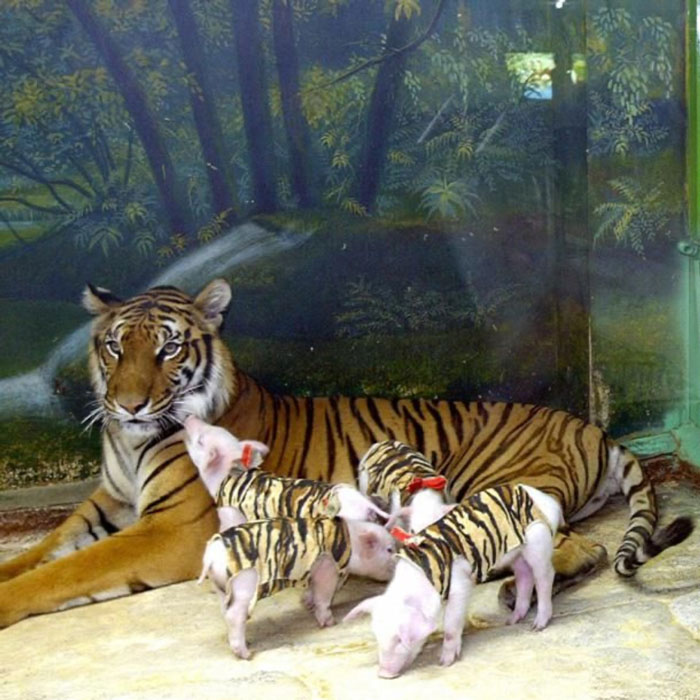 If You’re Questioning If Anything Good Is Left In The World, Here Are 67 Uplifting Posts You Might Need