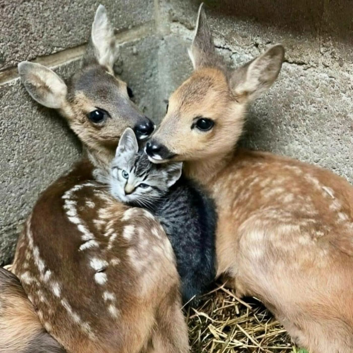 If You’re Questioning If Anything Good Is Left In The World, Here Are 67 Uplifting Posts You Might Need