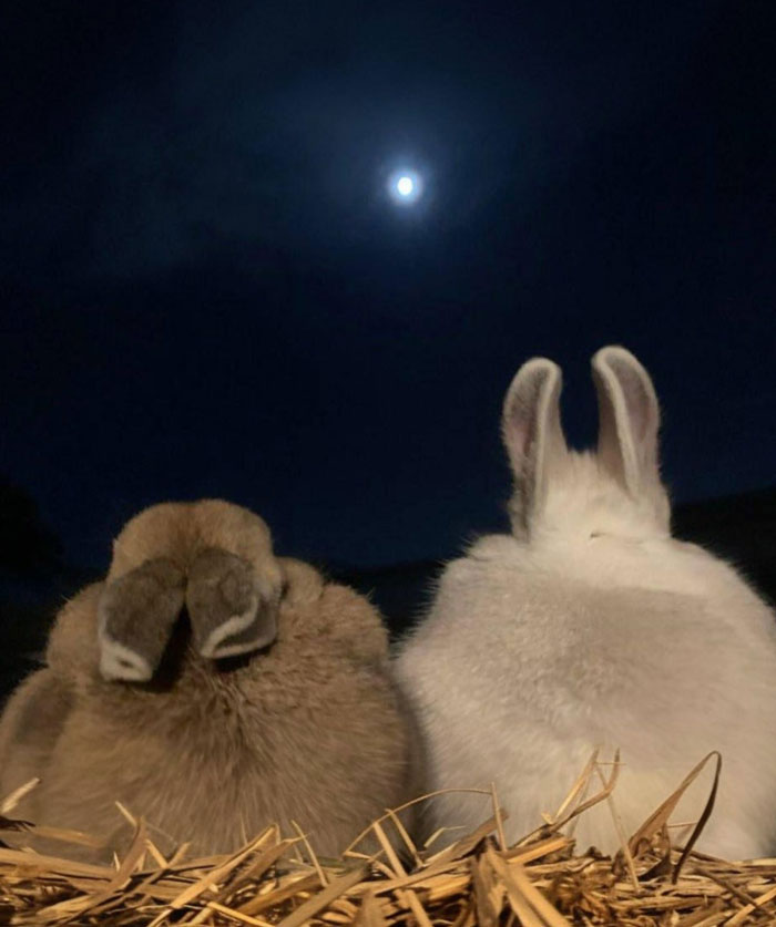 If You’re Questioning If Anything Good Is Left In The World, Here Are 67 Uplifting Posts You Might Need