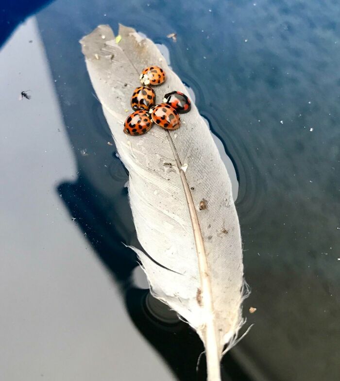 49 Unreal Photos That Prove Our “Boring” Reality Is Actually Pretty Incredible (New Pics) 49 Unreal Photos That Prove Our “Boring” Reality Is Actually Pretty Incredible (New Pics)