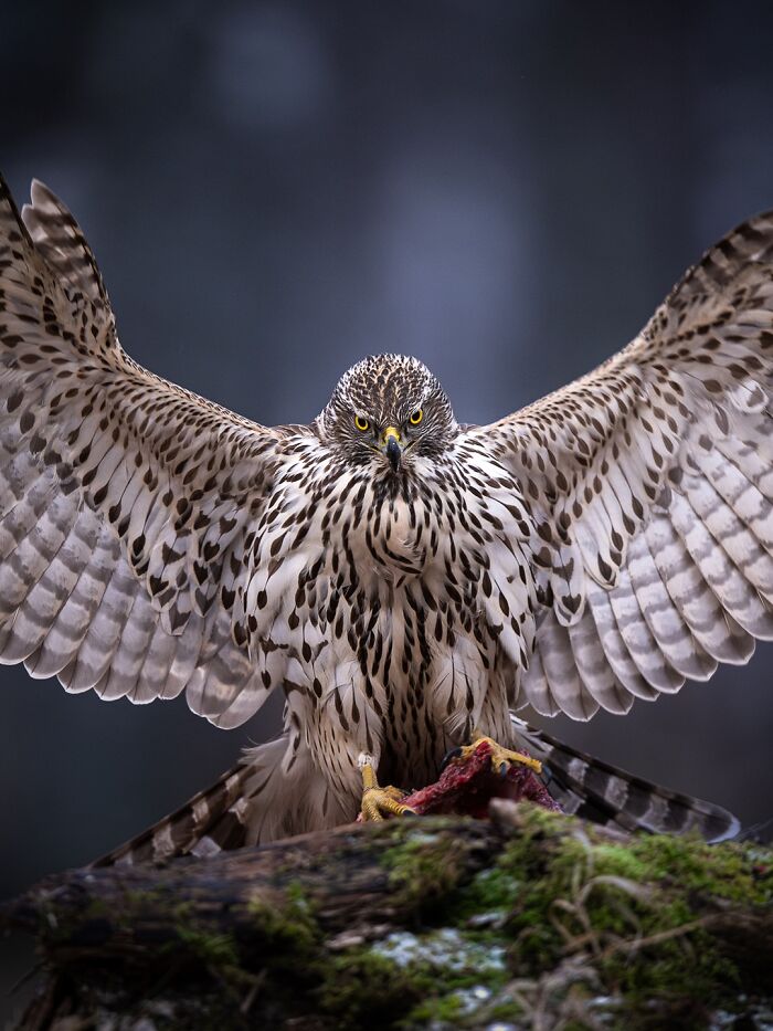 This Photographer Captured 50 Stunning Shots That Show The Magic Of Nature In Finland This Photographer Captured 50 Stunning Shots That Show The Magic Of Nature In Finland