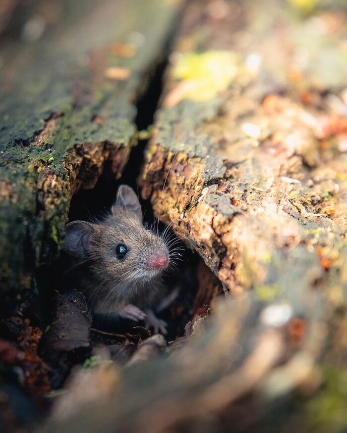 This Photographer Captured 50 Stunning Shots That Show The Magic Of Nature In Finland This Photographer Captured 50 Stunning Shots That Show The Magic Of Nature In Finland