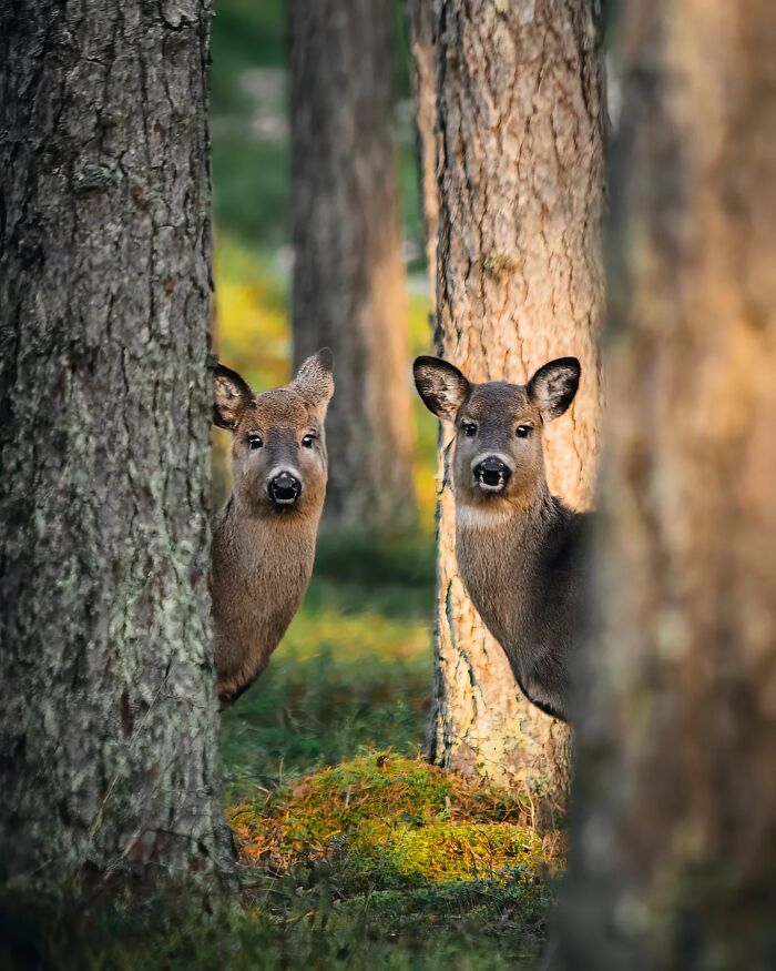 This Photographer Captured 50 Stunning Shots That Show The Magic Of Nature In Finland This Photographer Captured 50 Stunning Shots That Show The Magic Of Nature In Finland