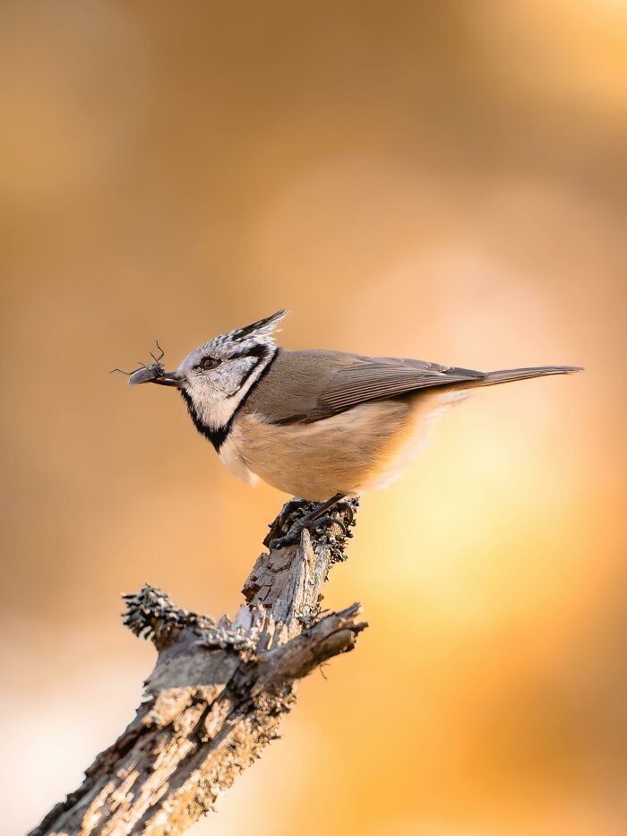 This Photographer Captured 50 Stunning Shots That Show The Magic Of Nature In Finland This Photographer Captured 50 Stunning Shots That Show The Magic Of Nature In Finland