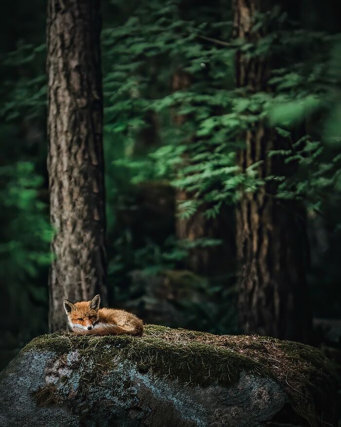 This Photographer Captured 50 Stunning Shots That Show The Magic Of Nature In Finland This Photographer Captured 50 Stunning Shots That Show The Magic Of Nature In Finland