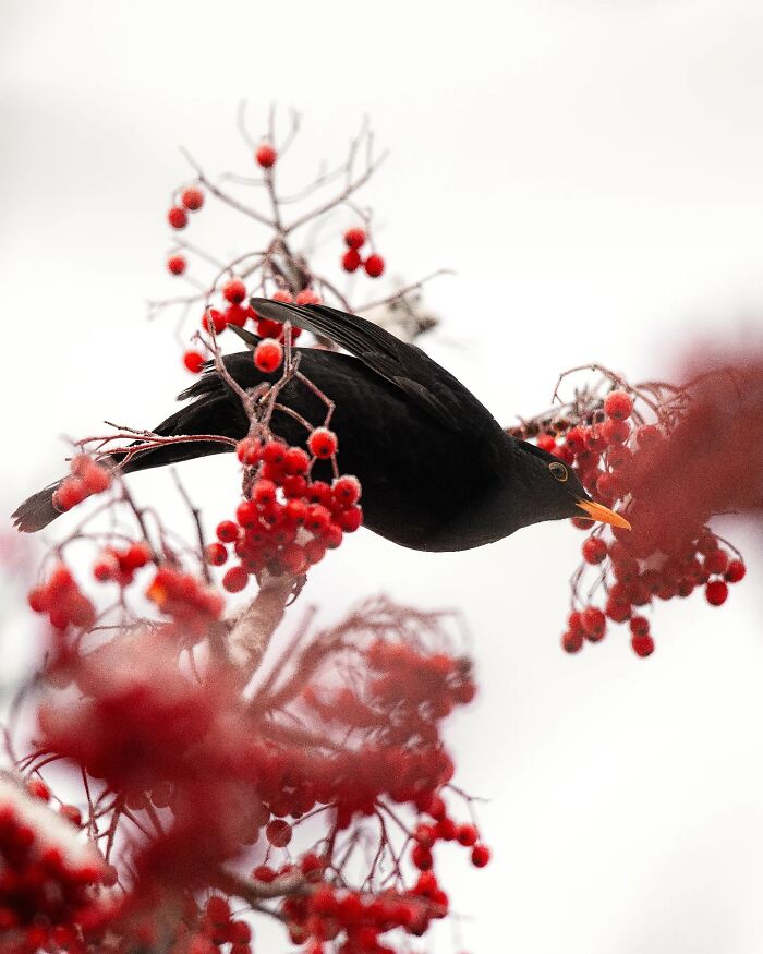 This Photographer Captured 50 Stunning Shots That Show The Magic Of Nature In Finland This Photographer Captured 50 Stunning Shots That Show The Magic Of Nature In Finland