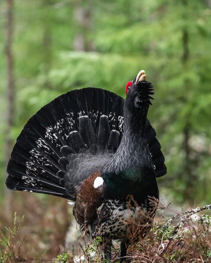This Photographer Captured 50 Stunning Shots That Show The Magic Of Nature In Finland This Photographer Captured 50 Stunning Shots That Show The Magic Of Nature In Finland