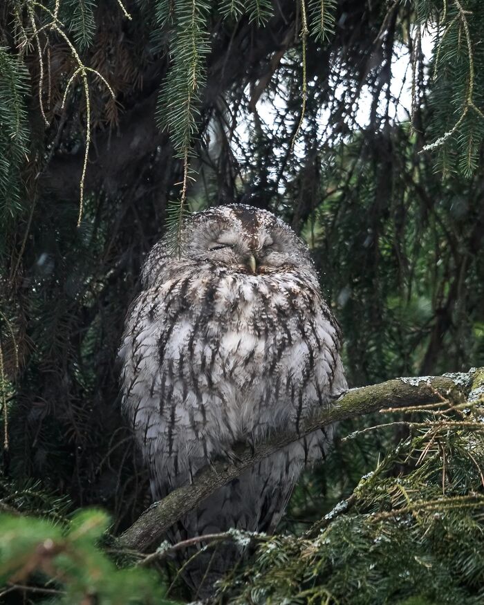 This Photographer Captured 50 Stunning Shots That Show The Magic Of Nature In Finland This Photographer Captured 50 Stunning Shots That Show The Magic Of Nature In Finland