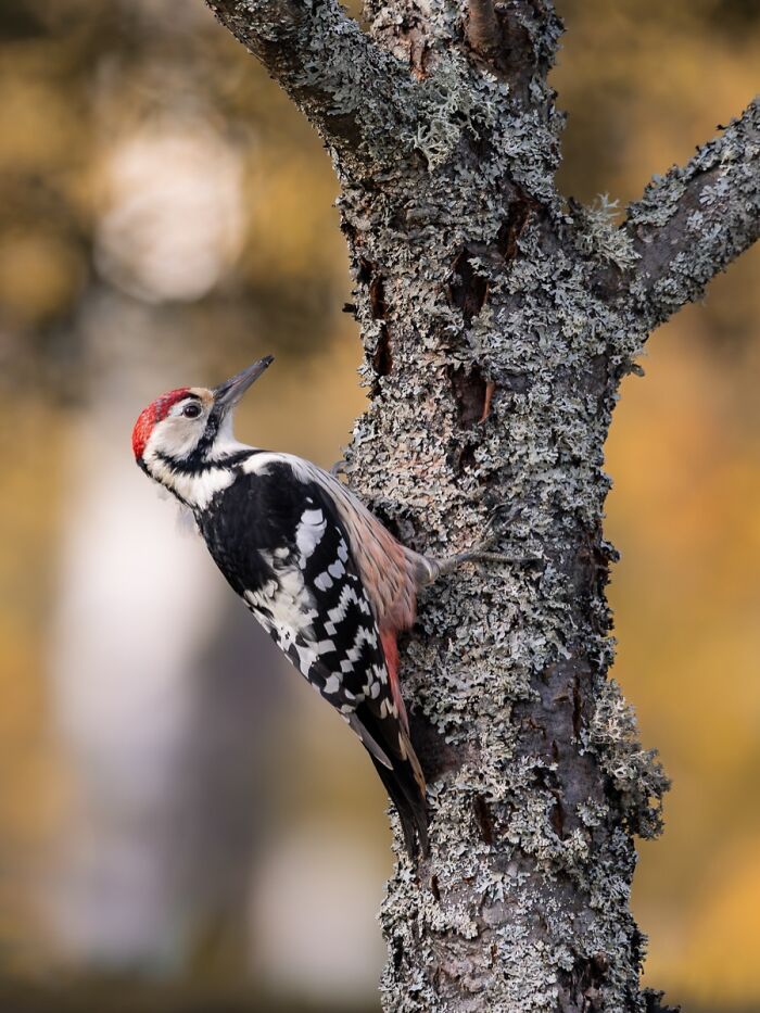 This Photographer Captured 50 Stunning Shots That Show The Magic Of Nature In Finland This Photographer Captured 50 Stunning Shots That Show The Magic Of Nature In Finland
