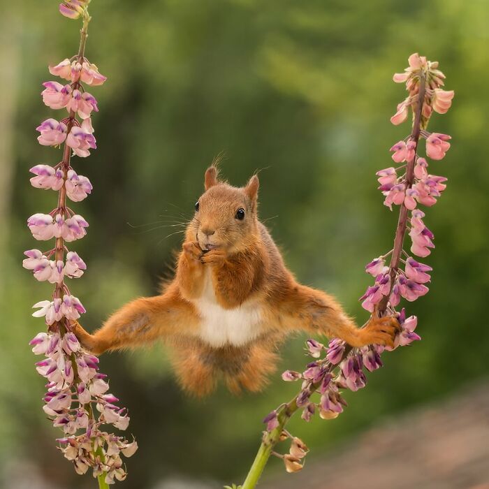 40 Perfectly Timed Wildlife Photos From The Comedy Wildlife Photography Awards